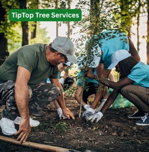 Tiptop tree services planting trees