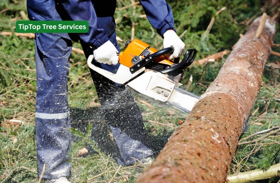 Tiptop tree services tree removal and tree felling